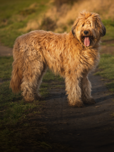 ¿Cortar el pelo a los perros les quita el calor?